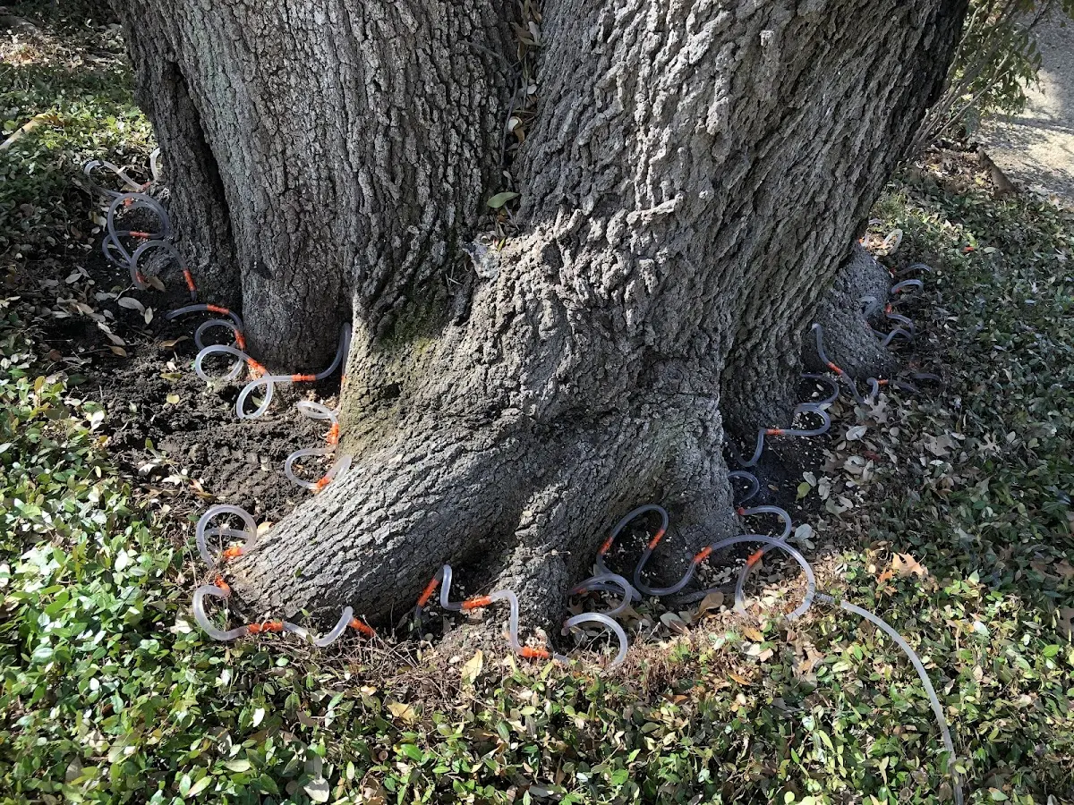 Detailed Tree Cabling and Bracing job site in Logan